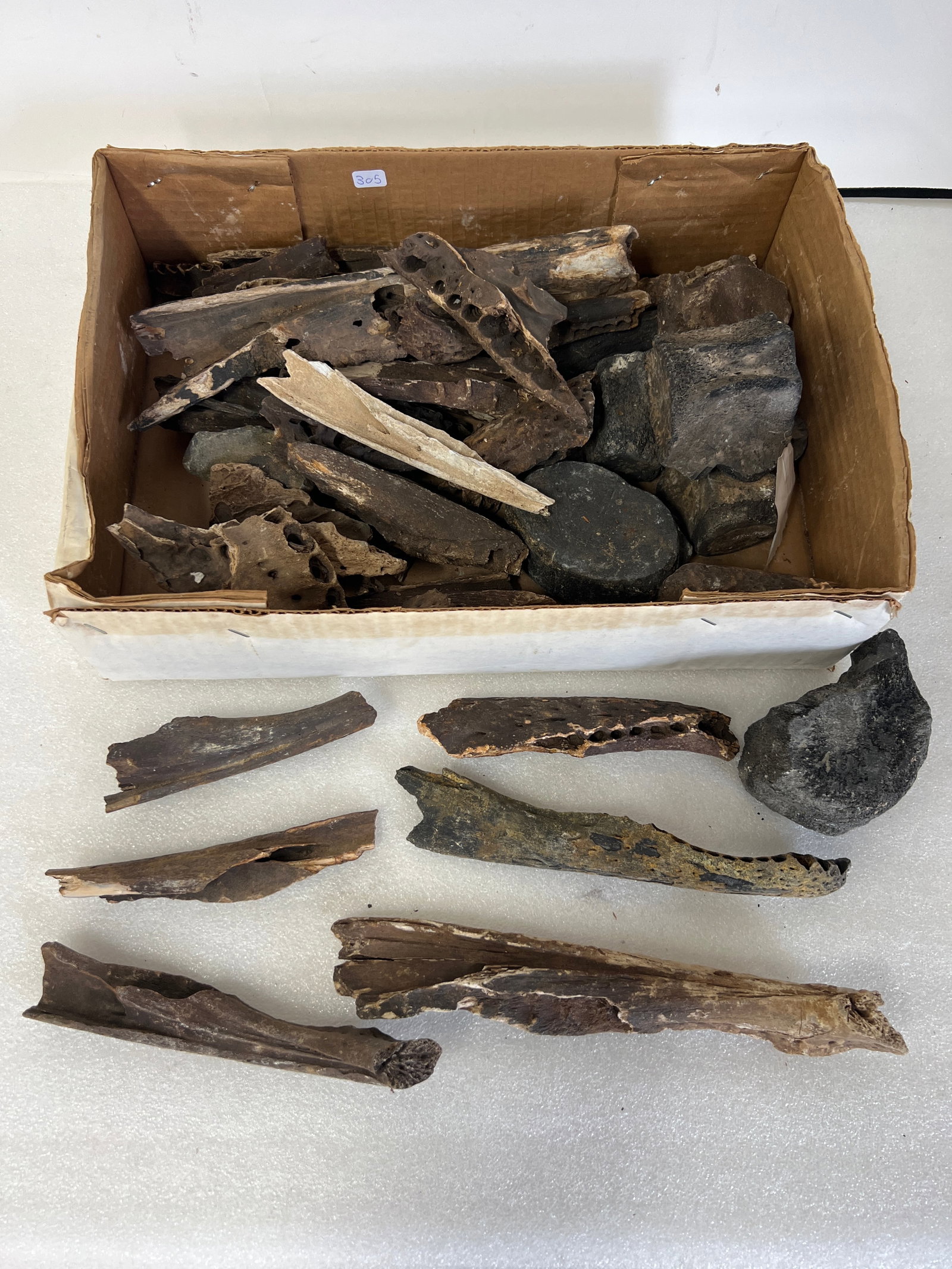 Box Lot of Fossils (1 of 2)
