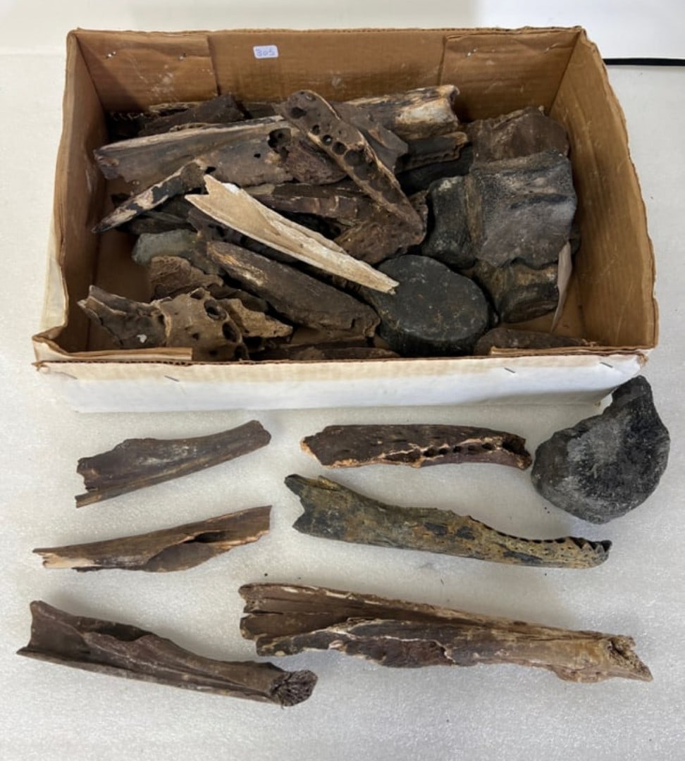 Box Lot of Alligator Fossils and Whale Bones-Florida (1 of 2)