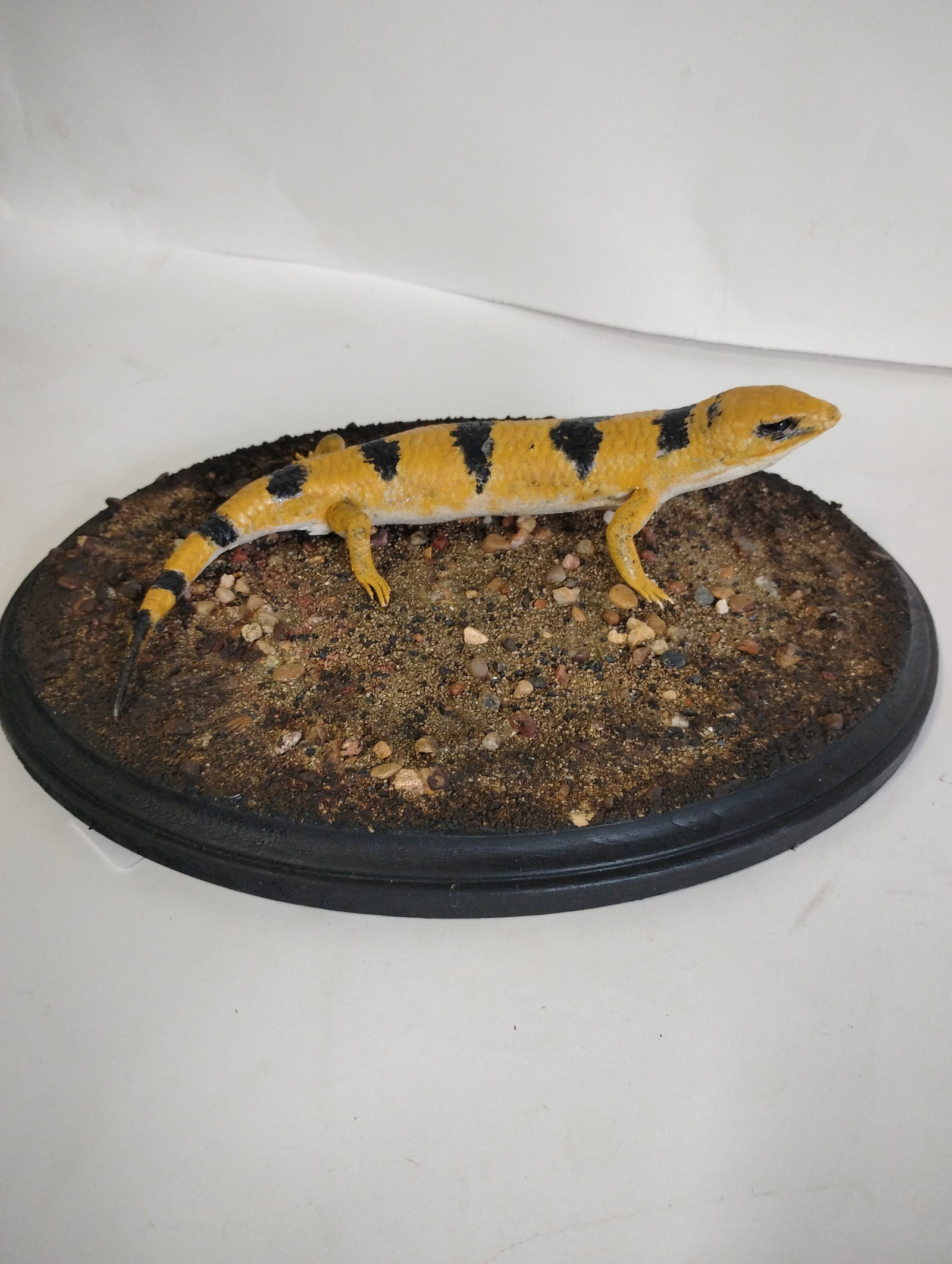 Taxidermy Banded Dragon Lizard: 12"L x 9"