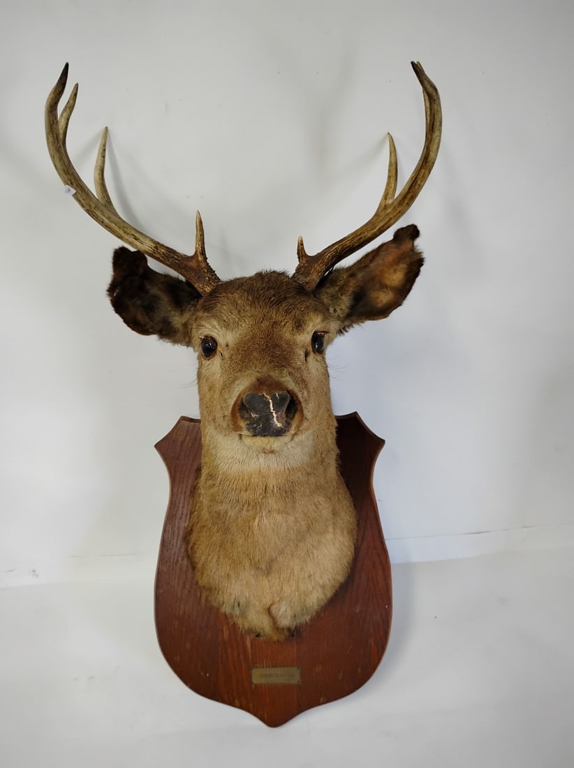 Taxidermy Wall Mount of White Tail Deer Head (1 of 5)