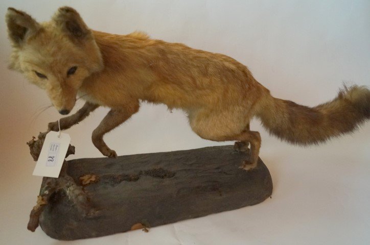 Red Fox Taxidermy Specimen: Red Fox mounted on base; 20in. H. x 33in. W.
