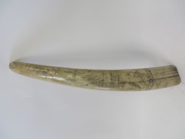 Decorative Tusk: Scrimshaw Decorations for the ship "Charles Morgan". 21 inches long