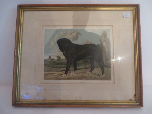 English Lithograph " Mastiff Wolsey" (1 of 2)
