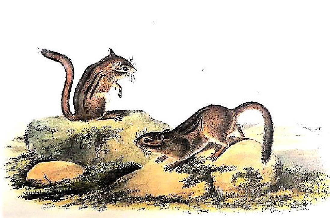 J.J. Audubon. Octavo. Townsend's Ground Squirrel. No.20 (1 of 2)