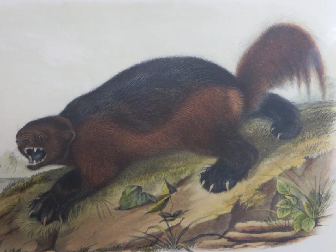 J.J. Audubon. Octavo. Wolverine. No.26 (1 of 1)