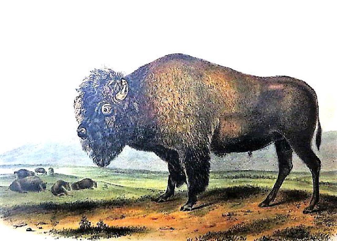 J.J. Audubon. Octavo.  American Bison, Buffalo, Male. (1 of 2)