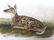 J.J. Audubon. Octavo. Common American Deer. No.81
