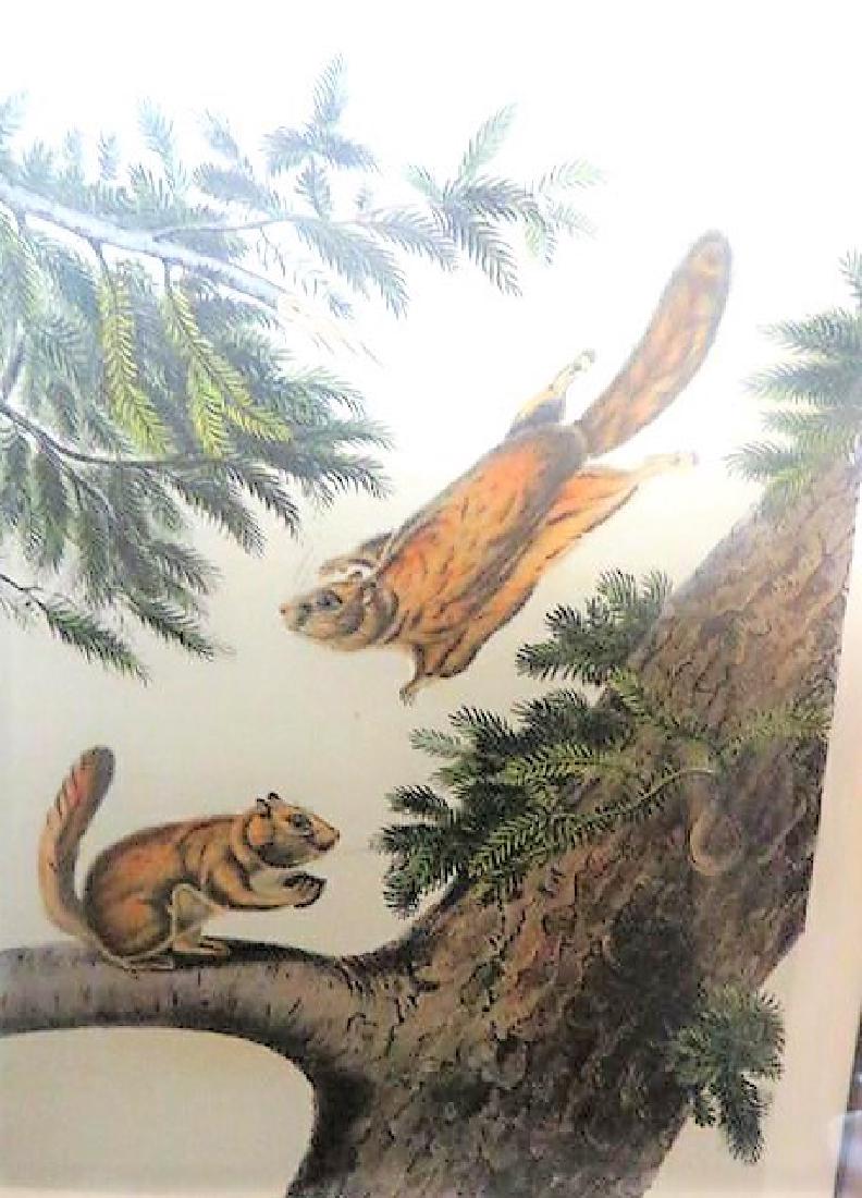 J.J. Audubon. Octavo. Severn River Flying Squirrel. (1 of 1)