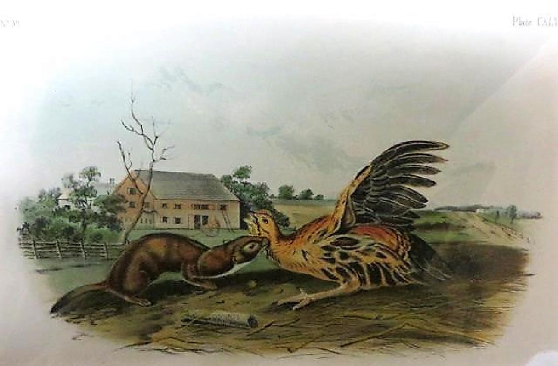 J.J. Audubon. Octavo. Tawny Weasel. No.148 (1 of 2)