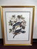 J. J. Audubon. Band-Tailed Pigeon. Plate 367