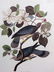 J. J. Audubon. Band-Tailed Pigeon. Plate 367 - 2