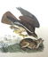 J.J. Audubon. Octavo. Common Buzzard No.6