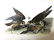 J.J. Audubon. Octavo. Peregrine Falcon No.20
