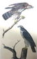 J.J. Audubon. Octavo. Gos Hawk No.23