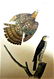 J.J. Audubon. Octavo. Coopers Hawk No.24