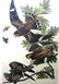 J.J. Audubon. Octavo. Night Hawk No.43