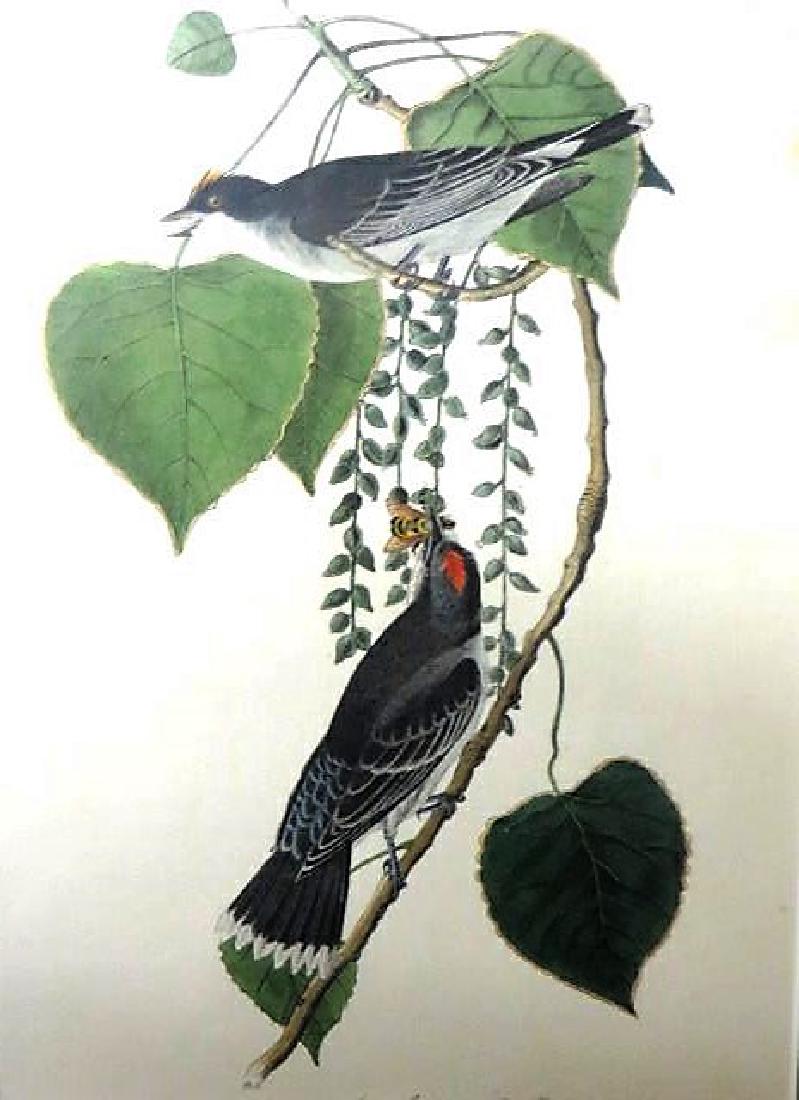 J.J. Audubon. Octavo. Tyrant Flycatcher/King Bird No.56 (1 of 2)