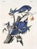 J.J. Audubon. Octavo. Blue Jay No.321
