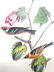 J.J. Audubon. Octavo. Bay Breasted Wood Warbler No.80