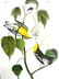 J.J. Audubon. Octavo. Hemlock Warbler No.83