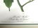 J.J. Audubon. Octavo. Hemlock Warbler No.83 - 2