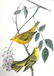J.J. Audubon. Octavo. Yellow-Poll Wood Warbler No.88