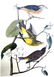 J.J. Audubon. Octavo. Yellow Redpoll Wood Warbler No.90