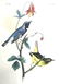 J.J. Audubon. Octavo. Black Throated Warbler No.95