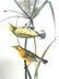 J.J. Audubon. Octavo. Prairie Wood Warbler No.97