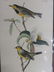 J.J. Audubon. Octavo. Bachman's Swamp Warbler No.108