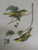 J.J. Audubon. Octavo. Carbonated Swamp Warbler No.109