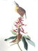 J.J. Audubon. Octavo. Great Carolina Wren No.117