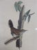 J.J. Audubon. Octavo. Bewicks Wren No.118
