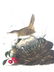 J.J. Audubon. Octavo. Wood Wren No.119