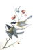 J.J. Audubon. Octavo. Black Cap Titmouse No.126