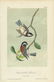 J.J. Audubon. Octavo. Chestnut-Backed Titmouse No.129