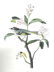 J.J. Audubon. Octavo. Cuvier's Kinglet No.131