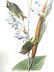 J.J. Audubon. Octavo. American Golden Crested Kinglet