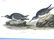 J.J. Audubon. Octavo. Purple Sandpiper No.330