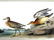 J.J. Audubon. Octavo. Buff Breasted Sandpiper No.331