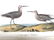 J.J. Audubon. Octavo. Long- Legged Sandpiper No.334