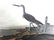 J.J. Audubon. Octavo. Greenshank No.346