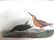 J.J. Audubon. Octavo. Red Breasted Snipe No.351