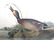 J.J. Audubon. Octavo. Brewers Duck No.387