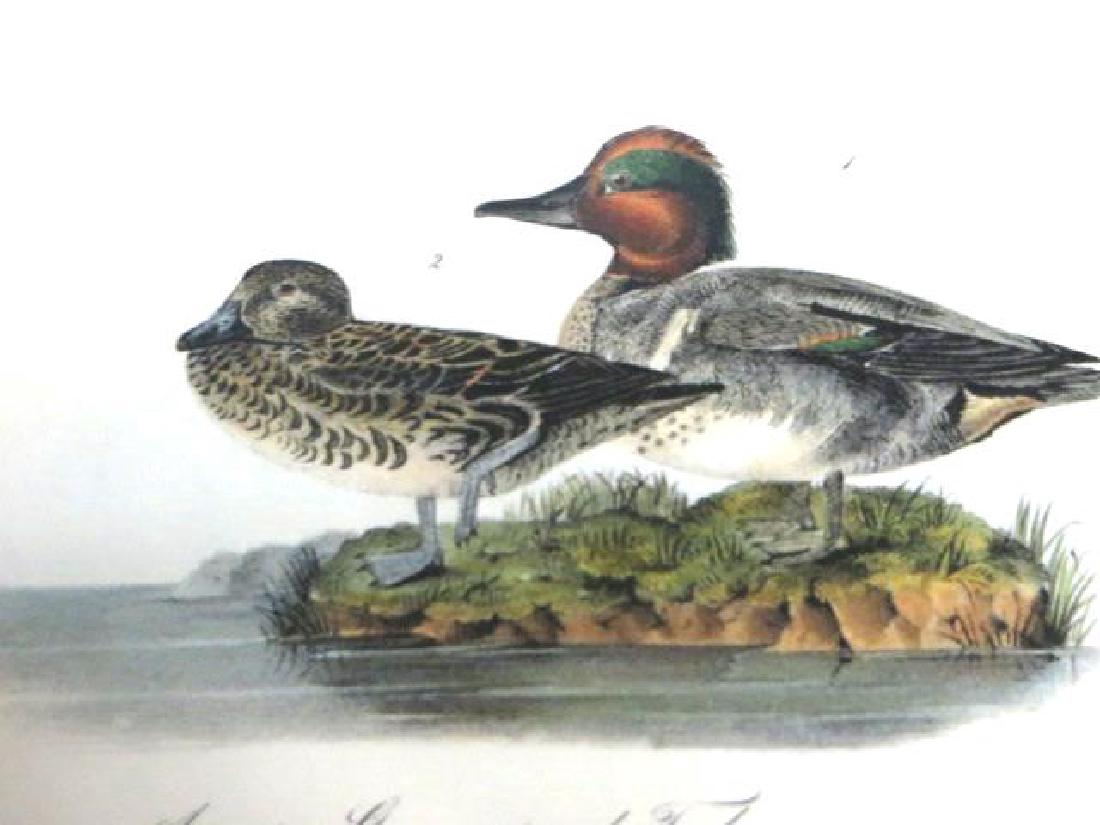 J.J. Audubon. Octavo. American Green Winged Teal No.392 (1 of 2)