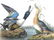 J.J. Audubon. Octavo. Shoveller Duck No.394