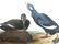 J.J. Audubon. Octavo. Velvet Duck No.401