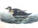 J.J. Audubon. Octavo. American Scoter Duck No.403