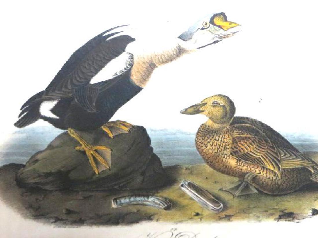 J.J. Audubon. Octavo. King Duck No.404 (1 of 2)