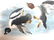 J.J. Audubon. Octavo. Golden Eye Duck No.406